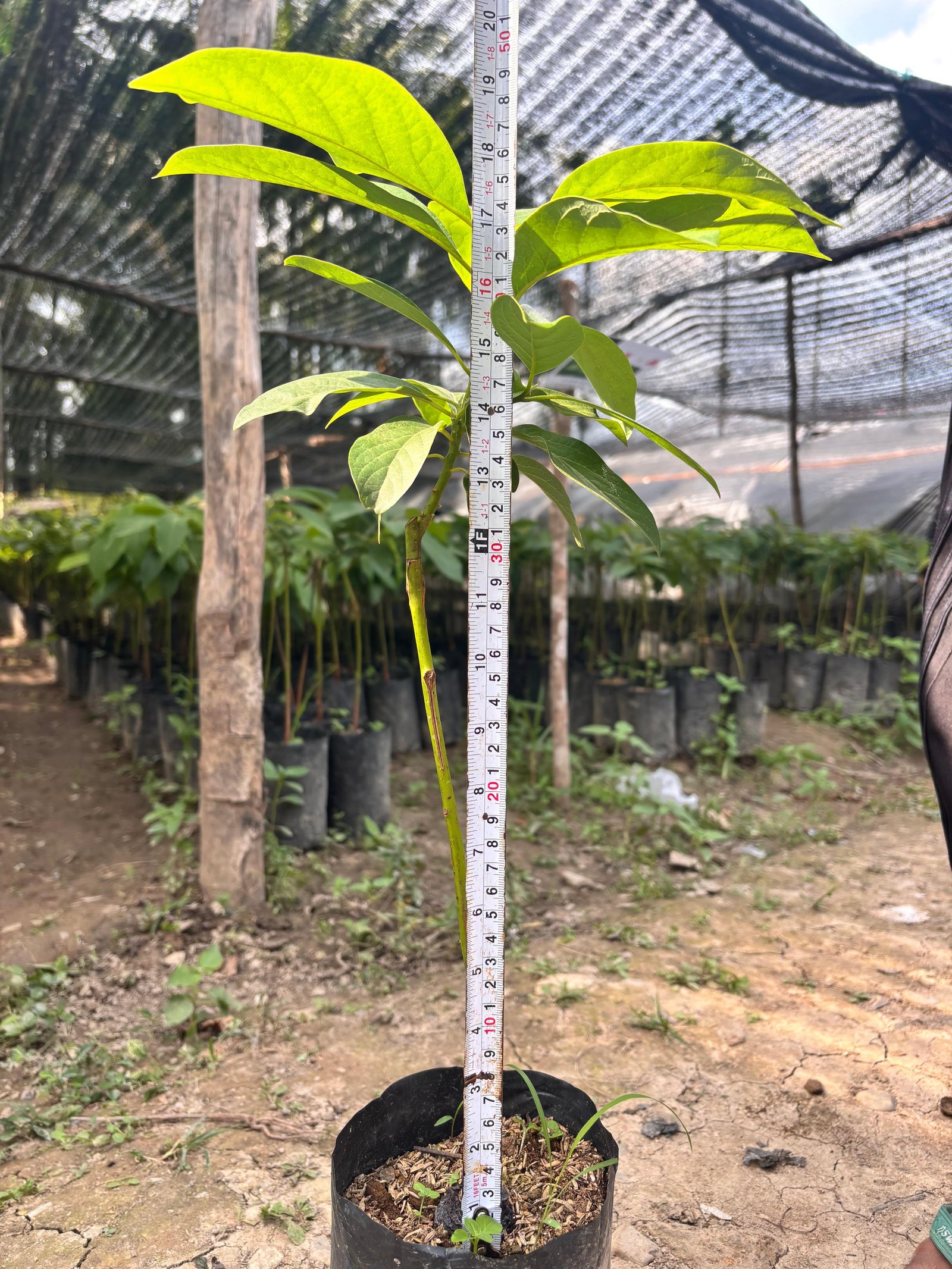 Bibit Alpukat Tinggi 0-50 cm