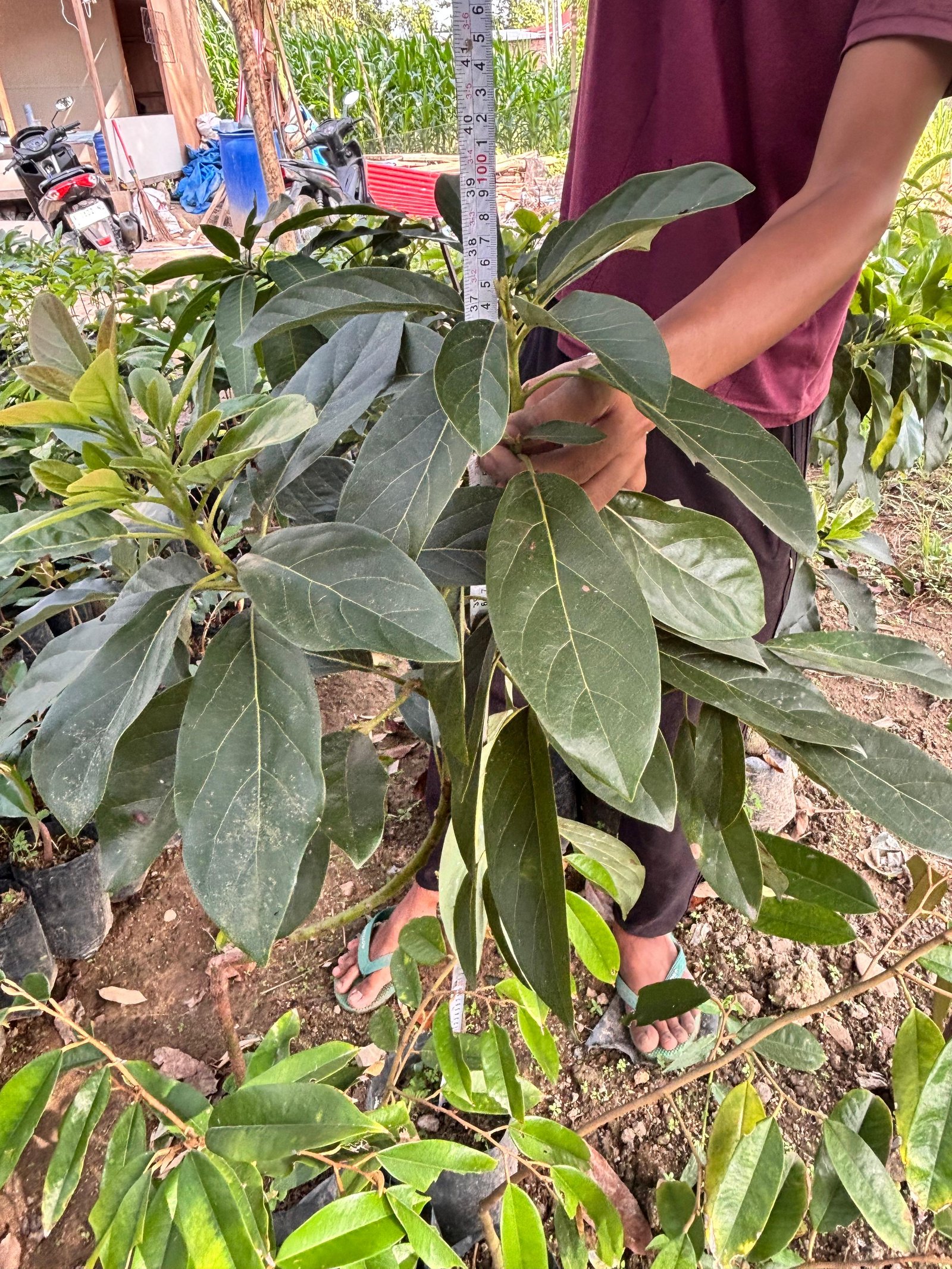 Bibit Alpukat 50-70 cm