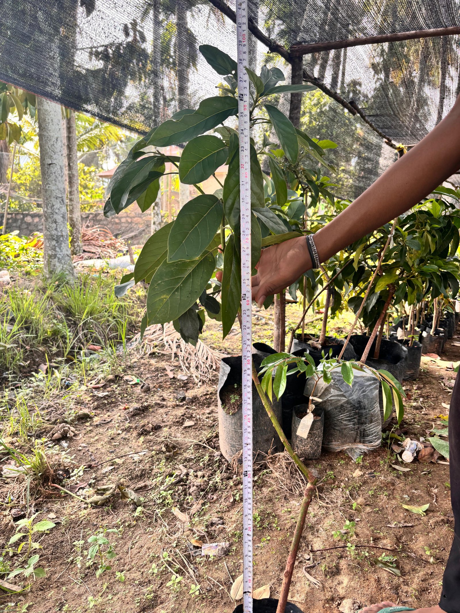 Bibit Alpukat Tinggi 70-100 cm
