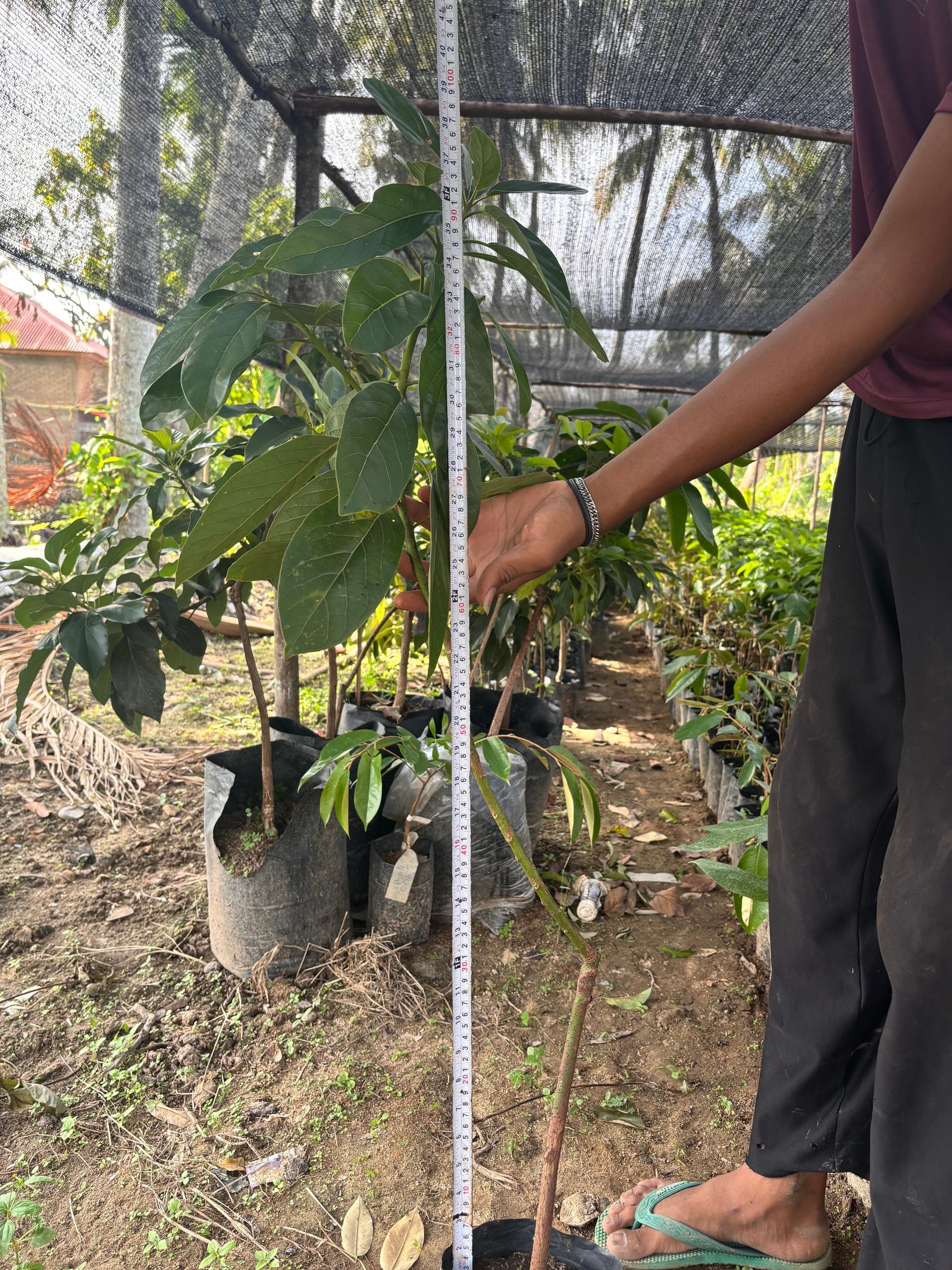 Bibit Alpukat Tinggi 1 meter- 1,5 meter