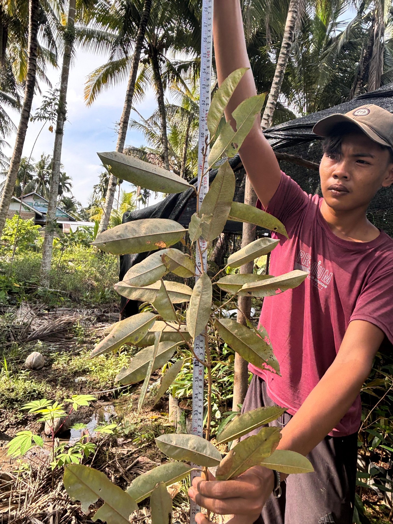 Bibit Alpukat Tinggi 1,5 meter - 2 meter