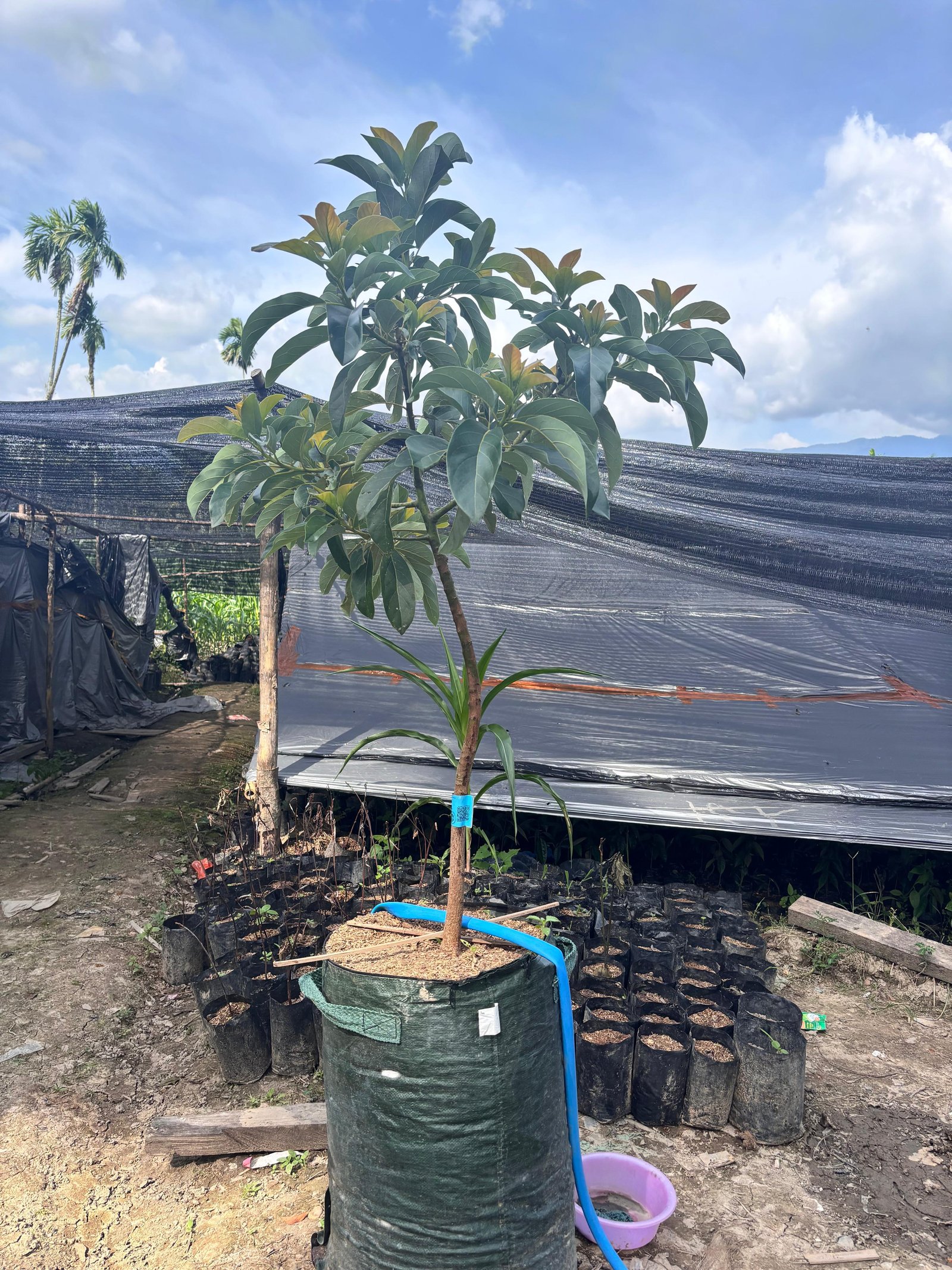 Planter Bag Durian dan Alpukat