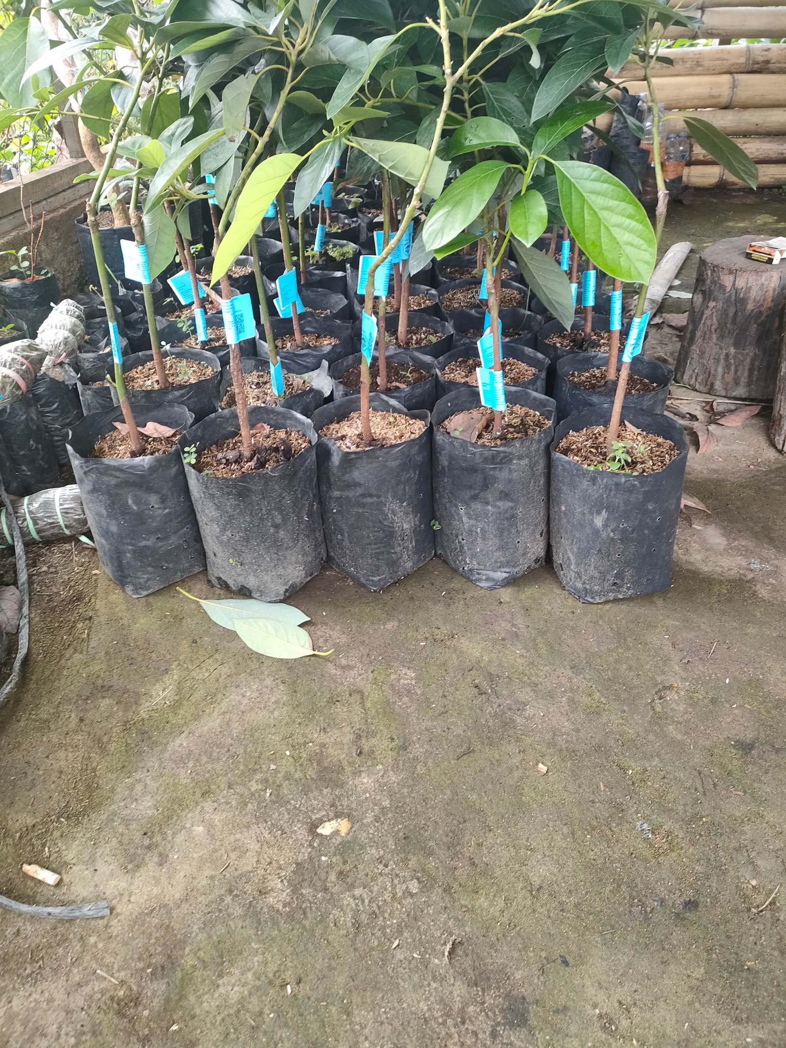 Bibit Durian Tinggi 70-100 cm