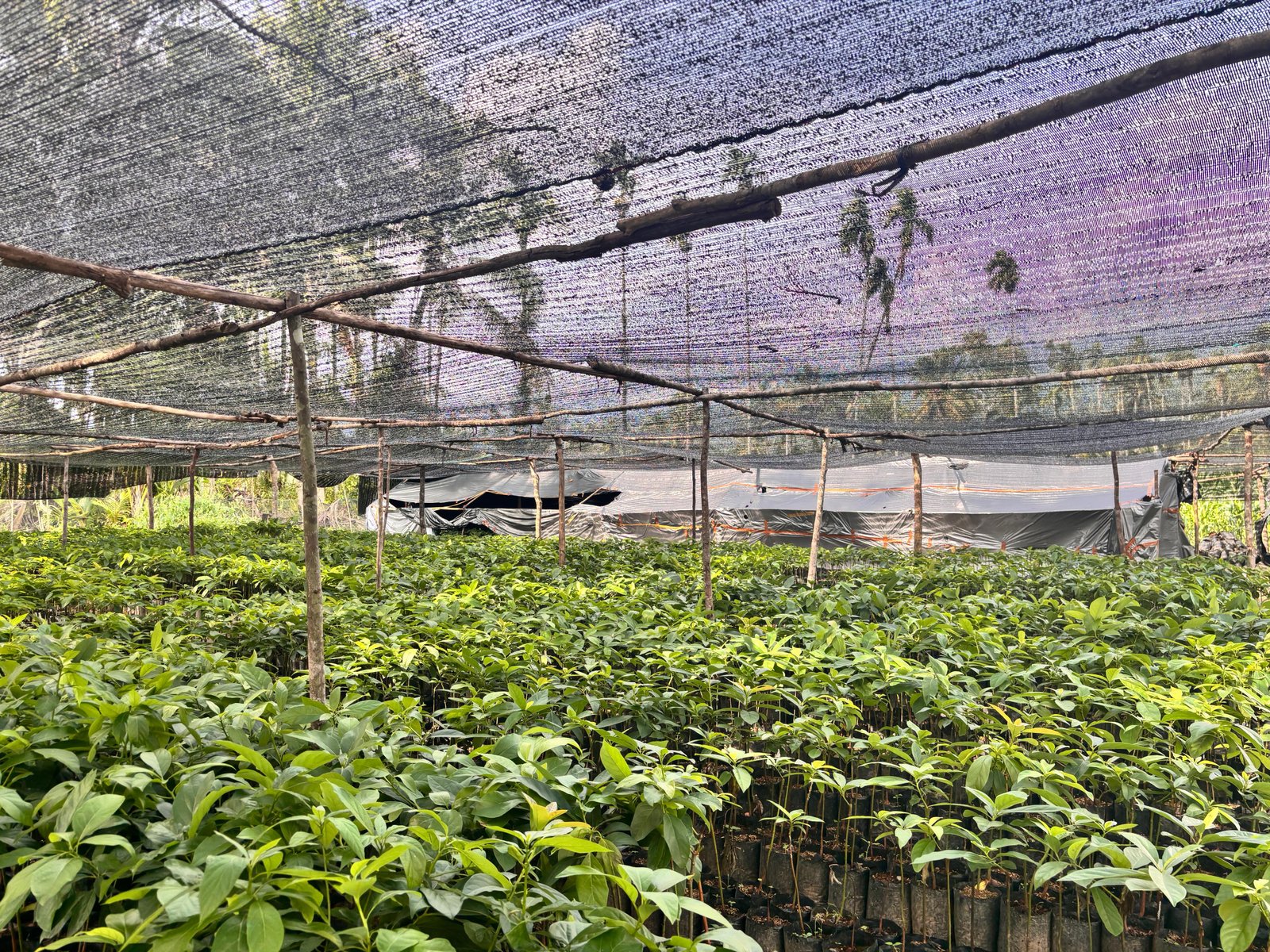 Bibit Durian Tinggi 0-50 cm