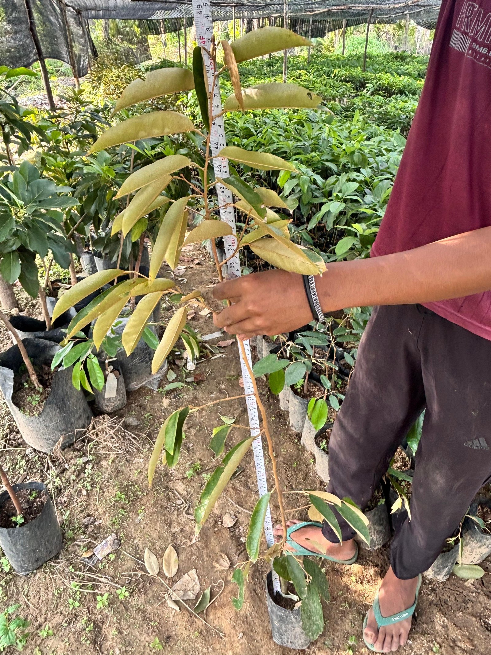 Bibit Durian Tinggi 1 meter- 1,5 meter